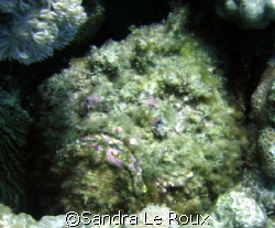 Taken at Dan Raven, Red Sea, Egypt by Sandra Le Roux 